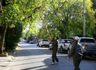 Programa de Poda de Árboles de la Municipalidad