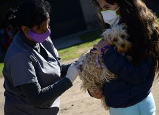 La Municipalidad continúa acercando atenciones veterinarias gratuitas en diferentes barrios