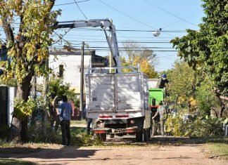 Continúa el programa de poda de árboles en el barrio Pueblito Buenos Aires