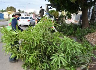 Continúa el programa de poda de árboles en más de 20 barrios de la Ciudad