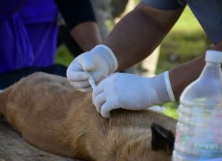 Mascotas Saludables llegó al barrio Laguna Seca