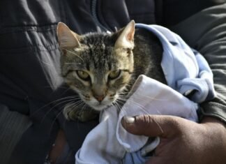 El municipio dio a conocer el cronograma de operativos del mes de octubre