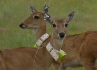 Colocaron radiocollares satelitales a tres venados de las pampas en el Iberá