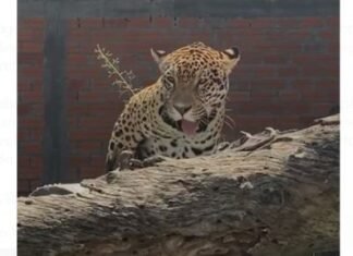 Caratai, un nuevo yaguareté macho llega a Iberá