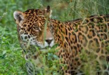 Por Aramí y Mbareté: declararon el 6 de junio como Día del Yaguareté Correntino