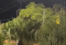 Naturaleza viva en Concepción