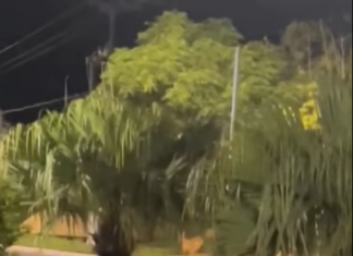 Naturaleza viva en Concepción