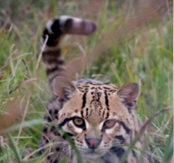 Primera translocación silvestre a silvestre de un ocelote