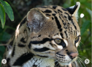 Como fue el traslado del ocelote “Messi” al Iberá