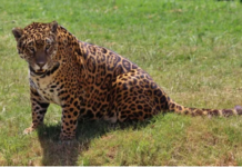 Tobuna: tres años de una ausencia que se volvió legado