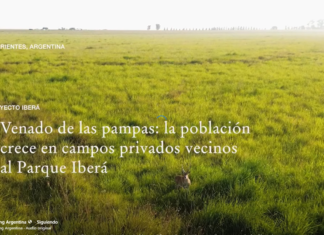 Las especies reintroducidas en el Parque Iberá comienzan a dispersar y a colonizar campos vecinos