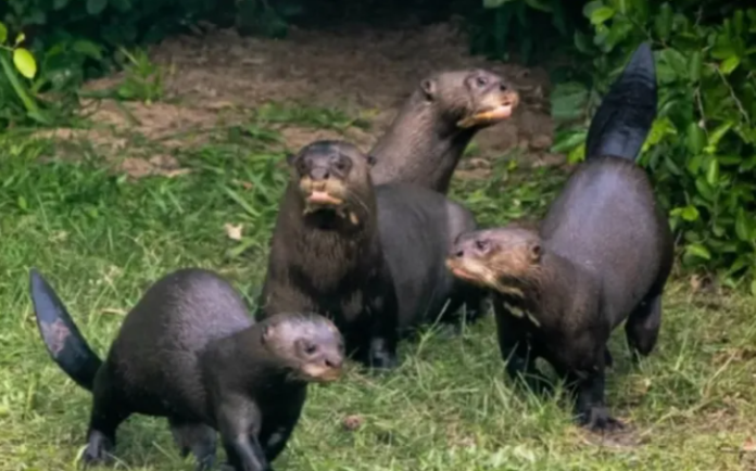 nutrias gigantes liberacion en ibera