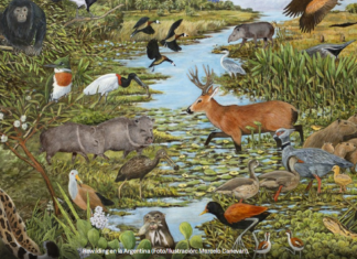 Esteros del Iberá, epicentro del rewilding en Argentina: el modelo que devuelve vida a los ecosistemas