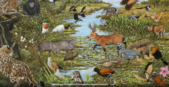 rewilding Marcelo Canevari