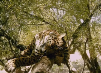 Kuimba’e, el yaguareté que revela el pulso del Iberá: tecnología, ciencia y restauración en acción