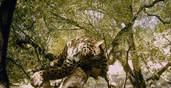 yaguarete - rewildingarg