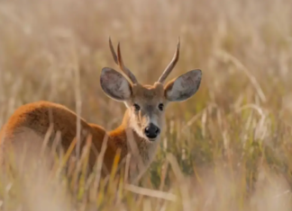 El ciervo de los pantanos dejó de estar en peligro de extinción