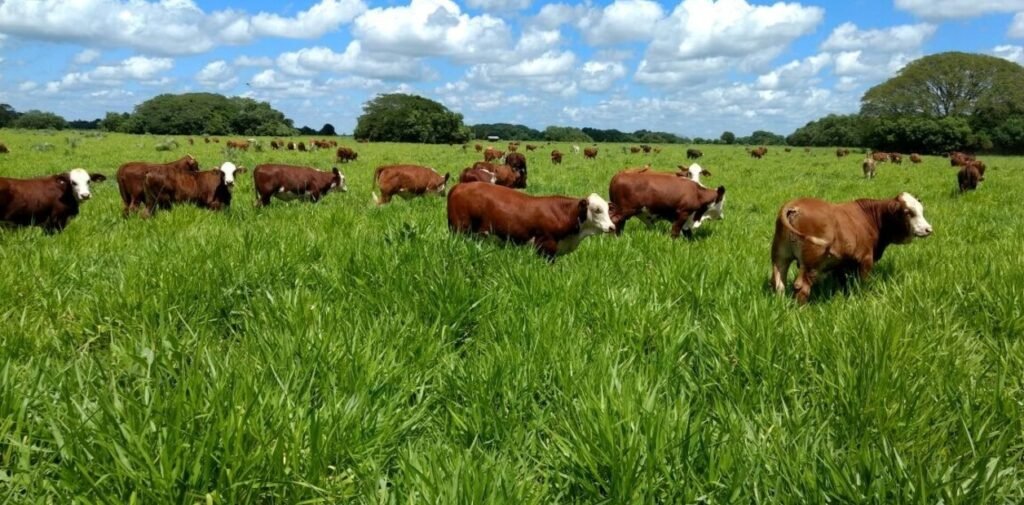 Cómo una empresa correntina convirtió la ganadería en una herramienta para capturar carbono en los Esteros del Iberá