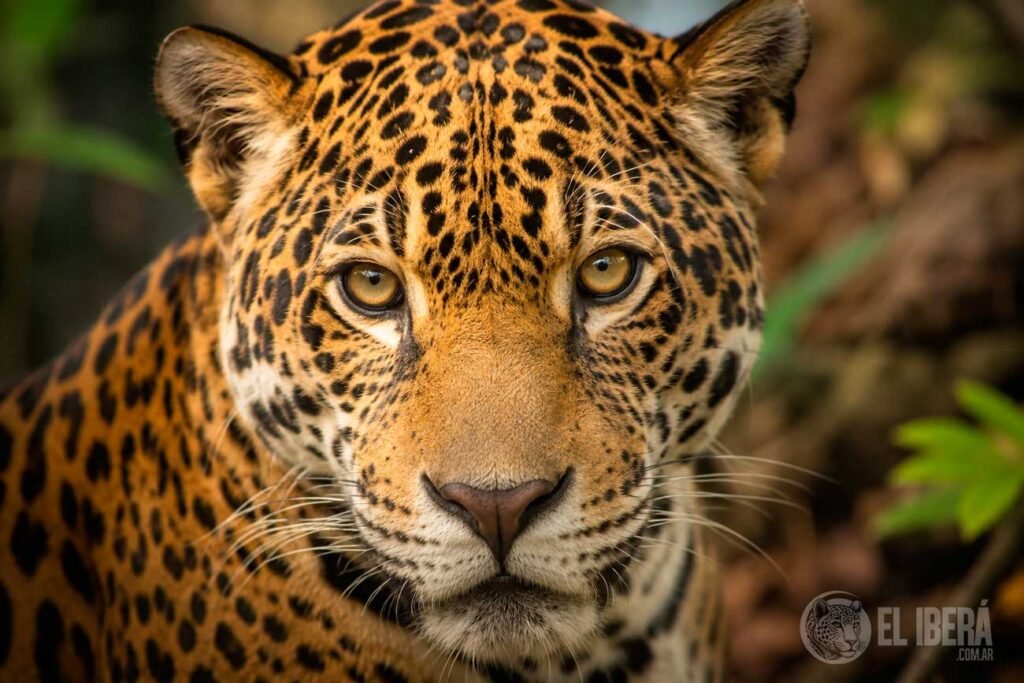 reintroducción del yaguareté