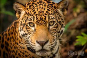 reintroducción del yaguareté